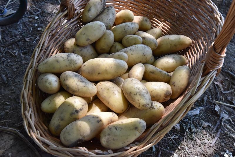 Zadarski beskucnici angazirani su na sadnji krumpira koji cini dio ponude pucke kuhinje u kojoj se i sami hrane. Photo: Dino Stanin/PIXSELL Zadarski beskucnici angazirani su na sadnji krumpira koji cini dio ponude pucke kuhinje u kojoj se i sami hrane. Photo: Dino Stanin/PIXSELL