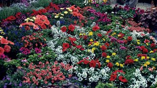 Dani cvijeća, foto-TANJA BELIĆ