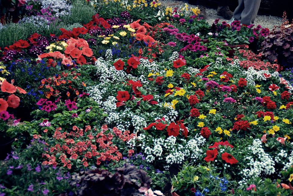 Dani cvijeća, foto-TANJA BELIĆ