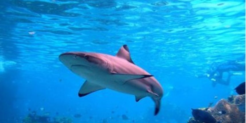 morski pas morski pas