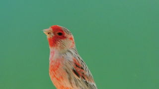 Pobjednici 33. Ornitoloskog prvenstva Hrvatske, Foto: Ivan Dilber Pobjednici 33. Ornitoloskog prvenstva Hrvatske, Foto: Ivan Dilber