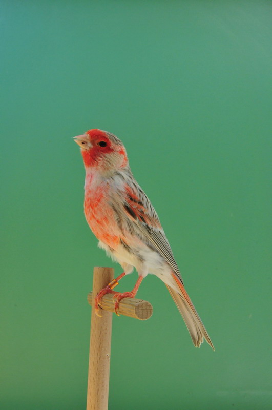Pobjednici 33. Ornitoloskog prvenstva Hrvatske, Foto: Ivan Dilber Pobjednici 33. Ornitoloskog prvenstva Hrvatske, Foto: Ivan Dilber