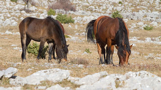 Velebitski divlji konji, Foto: Leo Banić