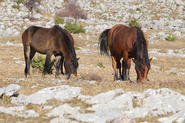 Velebitski divlji konji, Foto: Leo Banić
