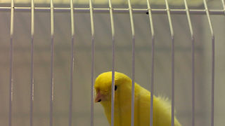 Ornitološko prvenstvo Hrvatske u hotelu Zadar (foto:Saša Čuka)