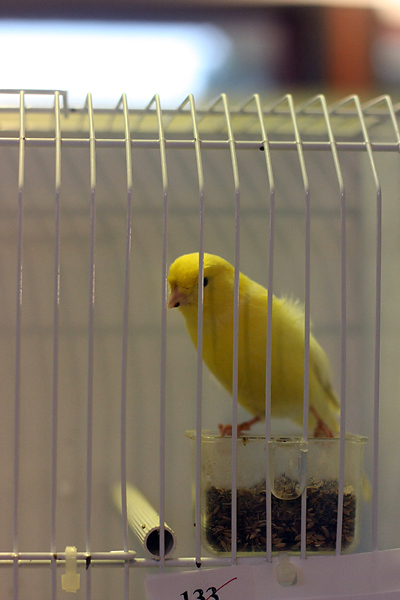 Ornitološko prvenstvo Hrvatske u hotelu Zadar (foto:Saša Čuka)