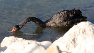 Zadar, 04032011.
U Krusevu, u predjelu Meka Draga, vec nekoliko dana pliva crni labud kojem su mjestani dali ime Sime.
Foto : Vladimir Ivanov / CROPIX Zadar, 04032011.
U Krusevu, u predjelu Meka Draga, vec nekoliko dana pliva crni labud kojem su mjestani dali ime Sime.
Foto : Vladimir Ivanov / CROPIX