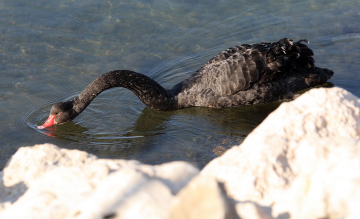 Zadar, 04032011.
U Krusevu, u predjelu Meka Draga, vec nekoliko dana pliva crni labud kojem su mjestani dali ime Sime.
Foto : Vladimir Ivanov / CROPIX Zadar, 04032011.
U Krusevu, u predjelu Meka Draga, vec nekoliko dana pliva crni labud kojem su mjestani dali ime Sime.
Foto : Vladimir Ivanov / CROPIX