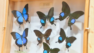 11. Noć muzeja u Zadru, foto-Iva Perinčić 11. Noć muzeja u Zadru, foto-Iva Perinčić