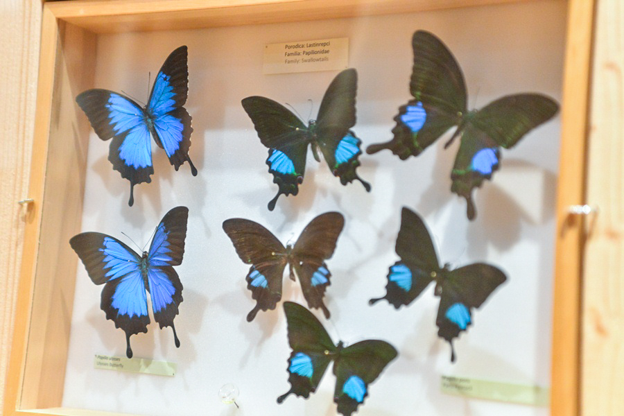 11. Noć muzeja u Zadru, foto-Iva Perinčić 11. Noć muzeja u Zadru, foto-Iva Perinčić