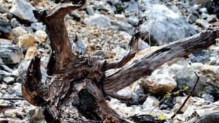 Pješačka staza Obrovac – Jankovića buk