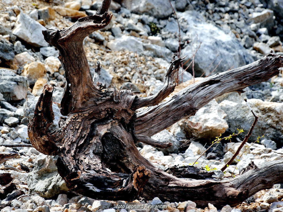 Pješačka staza Obrovac – Jankovića buk