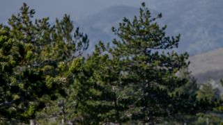 Veliko Rujno: Drago Krapić vlasnik je pedesetak konja koji obitavaju na velebitskim pašnjacima