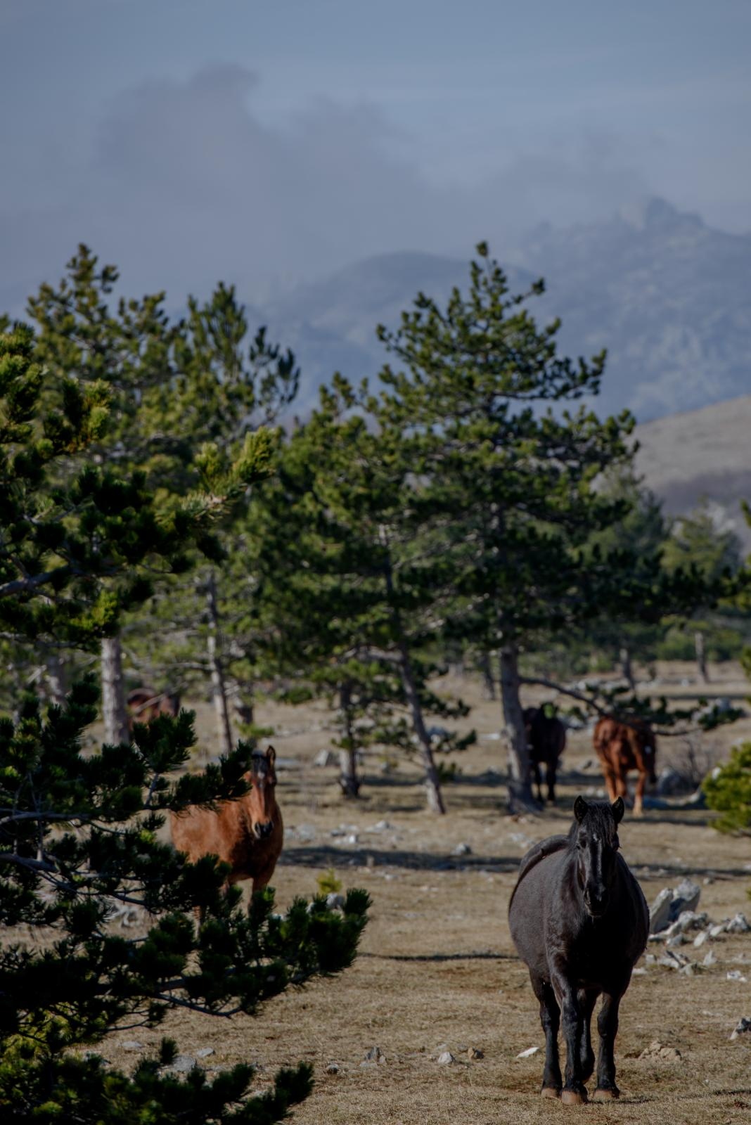 Veliko Rujno: Drago Krapić vlasnik je pedesetak konja koji obitavaju na velebitskim pašnjacima