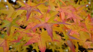 Prekrasne boje bjelovarske jeseni, Photo: Damir Špehar/PIXSELL