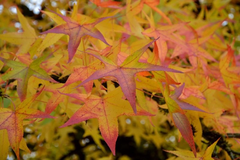Prekrasne boje bjelovarske jeseni, Photo: Damir Špehar/PIXSELL