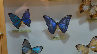 11. Noć muzeja u Zadru, foto-Iva Perinčić 11. Noć muzeja u Zadru, foto-Iva Perinčić