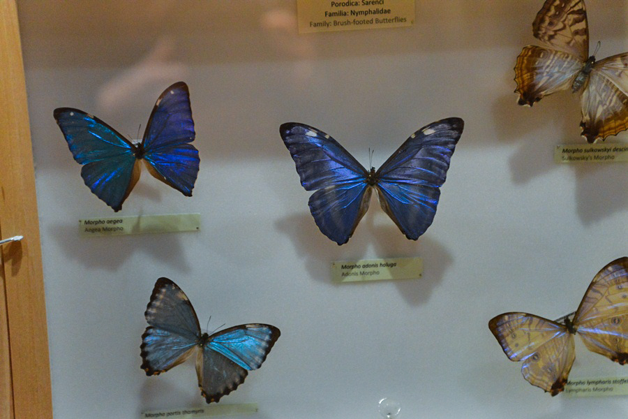 11. Noć muzeja u Zadru, foto-Iva Perinčić 11. Noć muzeja u Zadru, foto-Iva Perinčić