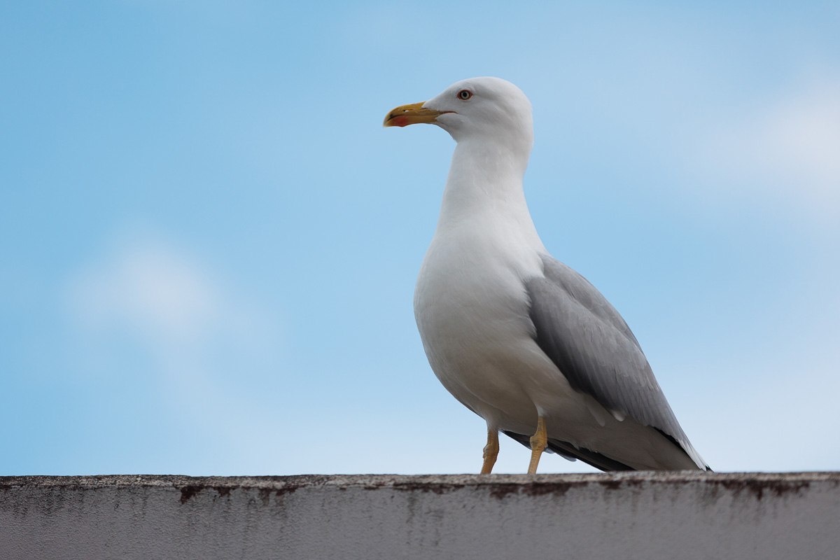 Đir po gradu, 29. siječnja 2025.