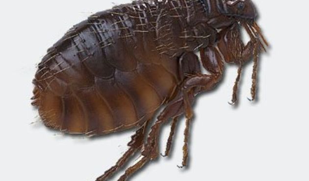 Mačja buha(Foto:www.radio-mreznica.hr)