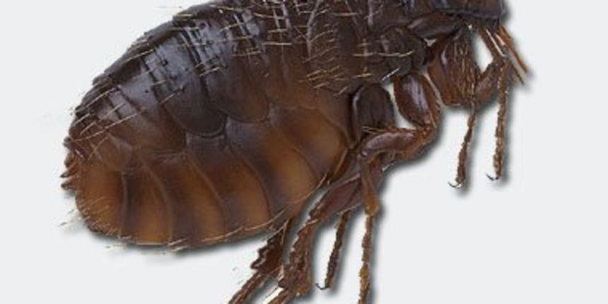 Mačja buha(Foto:www.radio-mreznica.hr) Mačja buha(Foto:www.radio-mreznica.hr)