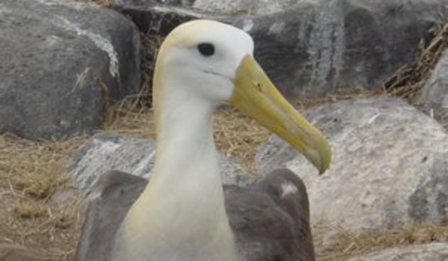 Lezbijski albatrosi podigli mlado (Metro-portal.hr)