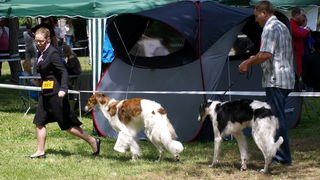 Zadar: Medjunarodna izlozba pasa CACIB 1. svibnja 2010.