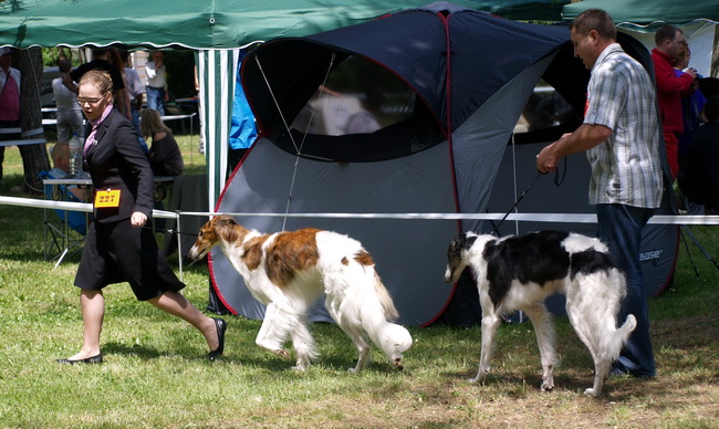 Zadar: Medjunarodna izlozba pasa CACIB 1. svibnja 2010.