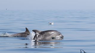 Razigrani dupini na Kornatima i kod Dugog otoka