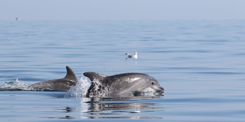 Razigrani dupini na Kornatima i kod Dugog otoka