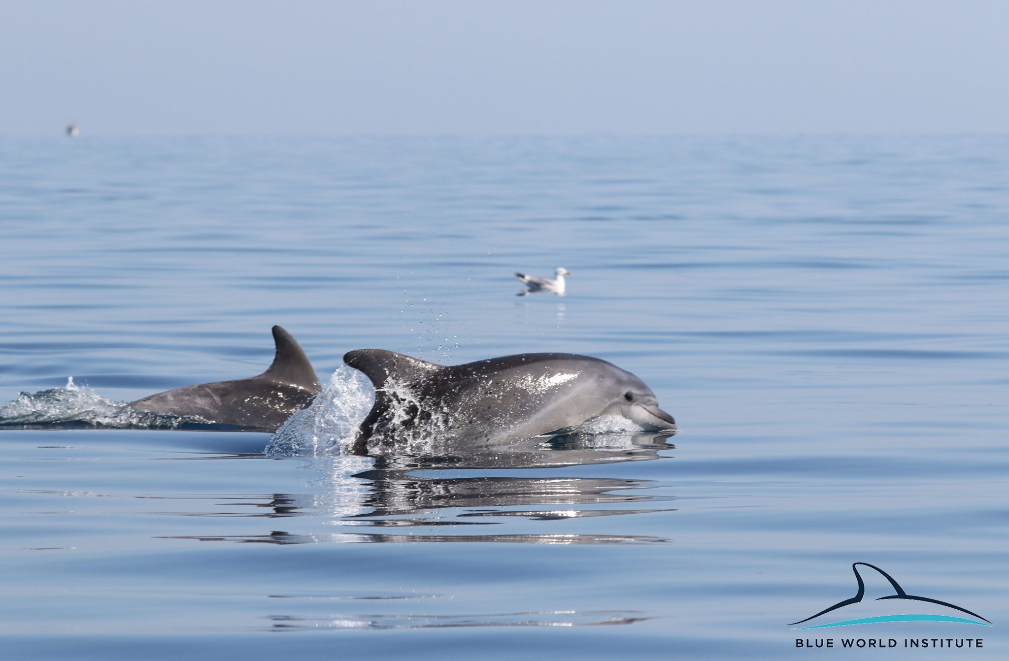 Razigrani dupini na Kornatima i kod Dugog otoka