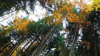 Lička jesen u znaku gljiva, Foto: Leo Banić