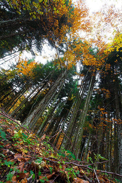 Lička jesen u znaku gljiva, Foto: Leo Banić