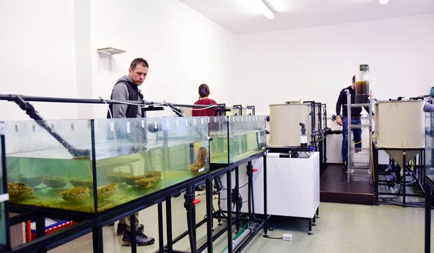 Strani studenti na združenom studiju Biotehnologija mora