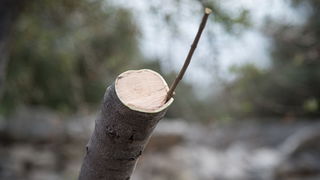 U Vrtovima lunjskih maslina održana 12. Lunjska maslinada. Foto: Vinko Pešić
