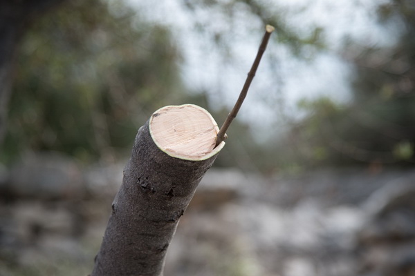 U Vrtovima lunjskih maslina održana 12. Lunjska maslinada. Foto: Vinko Pešić