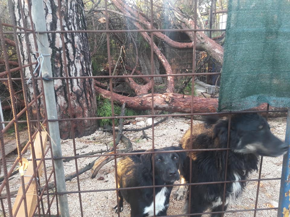 Nevera učinila veliku štetu i zadarskom azilu Nevera učinila veliku štetu i zadarskom azilu