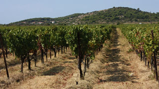 Image 1117691 (auto)