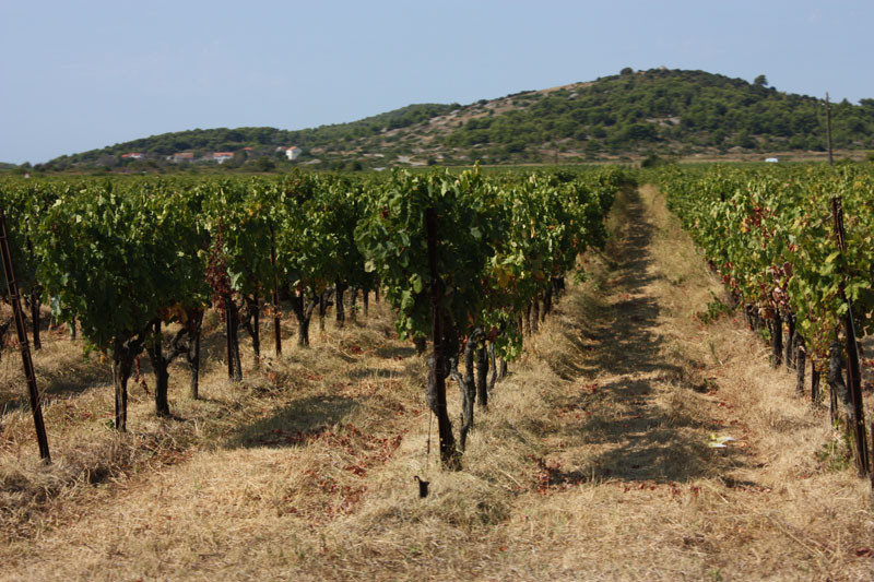 Image 1117691 (auto)