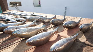 Biograd: 6. Dugi svehrvatski eno-eko-gastro-etno stol, Foto: Franjo Jurić Biograd: 6. Dugi svehrvatski eno-eko-gastro-etno stol, Foto: Franjo Jurić