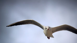 Galebov let (foto:Saša Čuka)