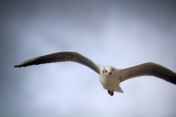 Galebov let (foto:Saša Čuka)