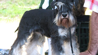 Image 1171075 (auto)