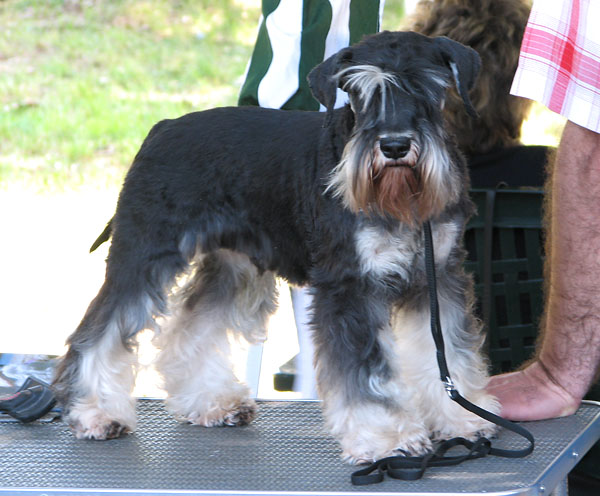 Image 1171075 (auto)