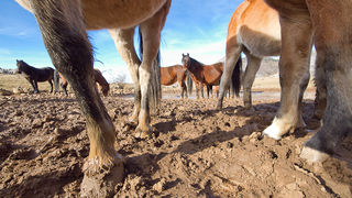Divlji konji, foto: Leo Banić