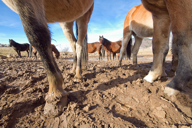 Divlji konji, foto: Leo Banić
