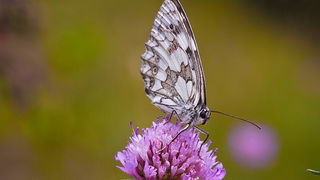 Cvijeće, bube, pauk, foto: Leo Banić