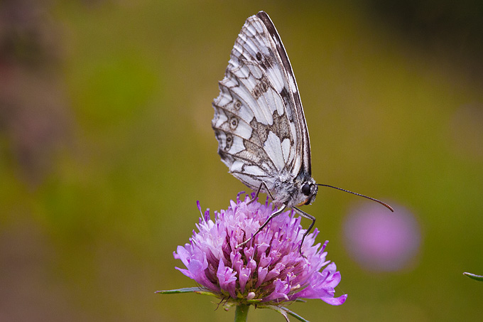 Cvijeće, bube, pauk, foto: Leo Banić