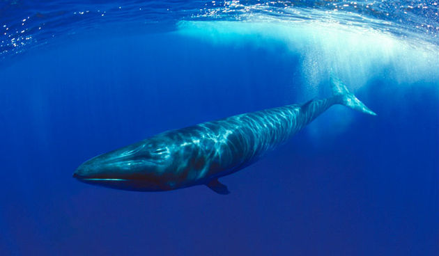 Veliki kit (Balaenoptera physalus)