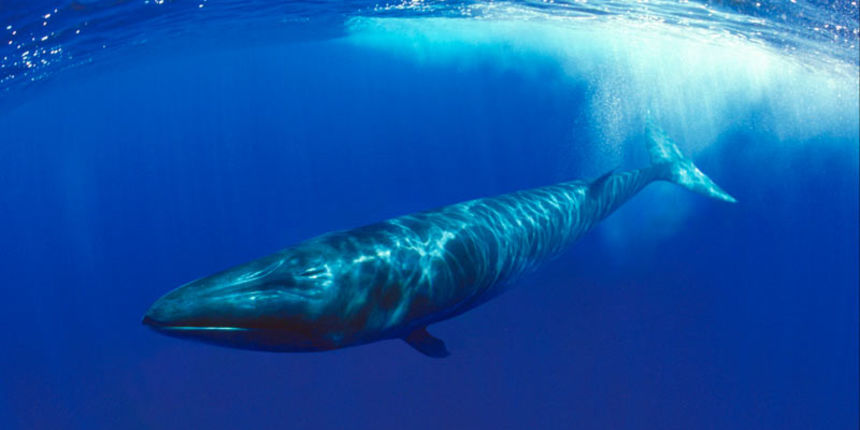 Veliki kit (Balaenoptera physalus) Veliki kit (Balaenoptera physalus)
